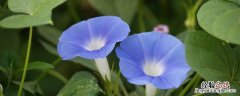 会报时的花有哪些 什么花会报时
