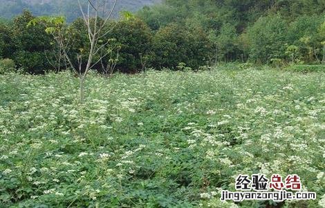 前胡的种植方法
