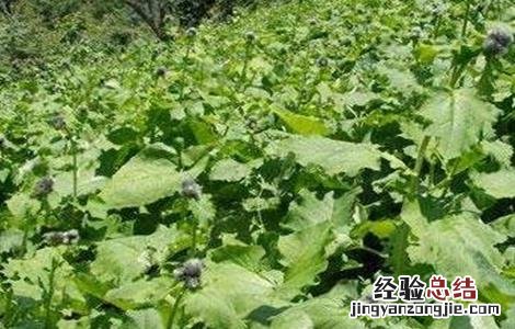 前胡的种植方法