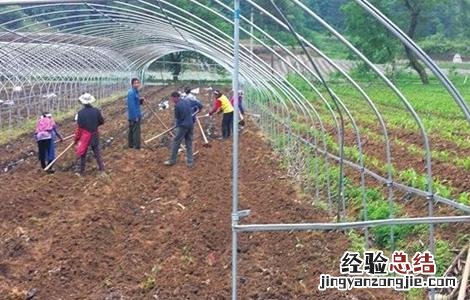 前胡的种植方法