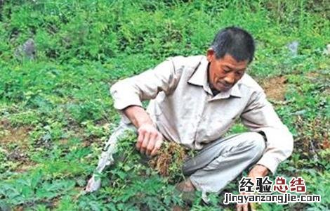 前胡的种植方法
