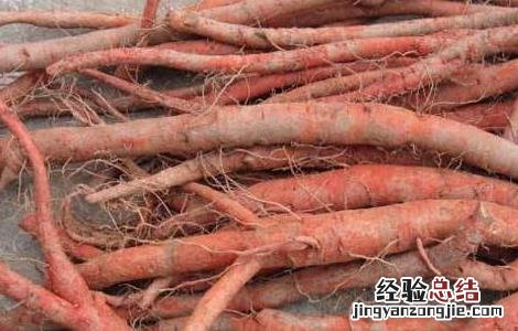 丹参的田间管理 丹参田间管理技术