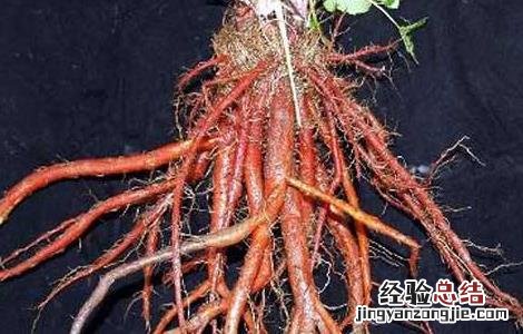 丹参的田间管理 丹参田间管理技术
