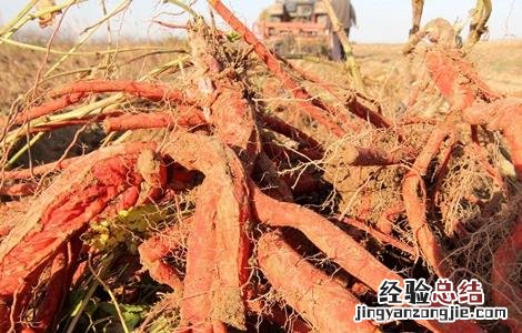 丹参的田间管理 丹参田间管理技术