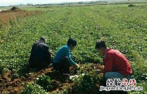 丹参的田间管理 丹参田间管理技术