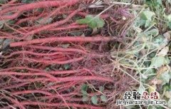 丹参的田间管理 丹参田间管理技术