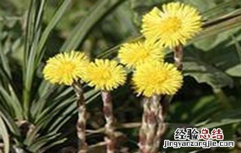 款冬花种植技术视频 款冬花种植技术