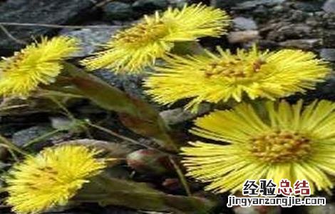 款冬花种植技术视频 款冬花种植技术