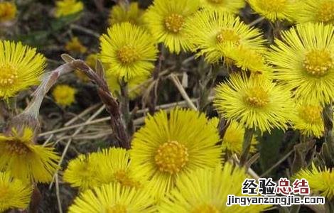 款冬花种植技术视频 款冬花种植技术