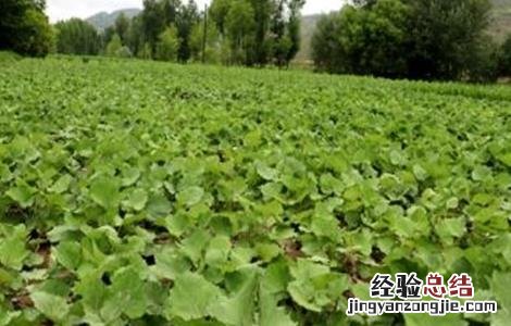 款冬花种植技术视频 款冬花种植技术