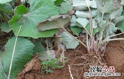 款冬花种植技术视频 款冬花种植技术
