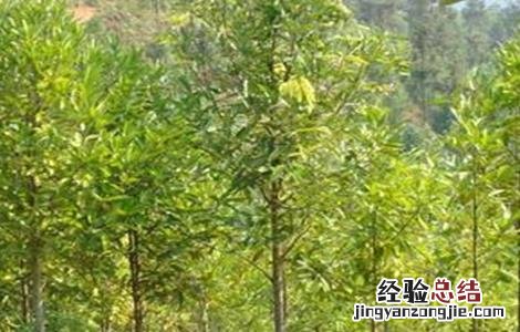 肉桂盆栽种植方法 肉桂的种植方法