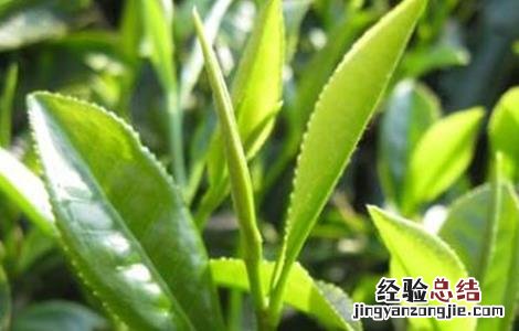 肉桂盆栽种植方法 肉桂的种植方法