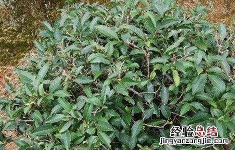 肉桂盆栽种植方法 肉桂的种植方法