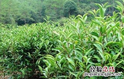 肉桂盆栽种植方法 肉桂的种植方法