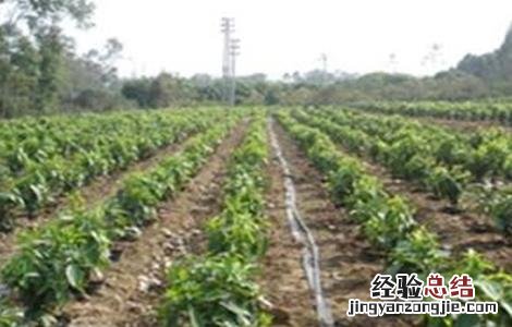 肉桂盆栽种植方法 肉桂的种植方法