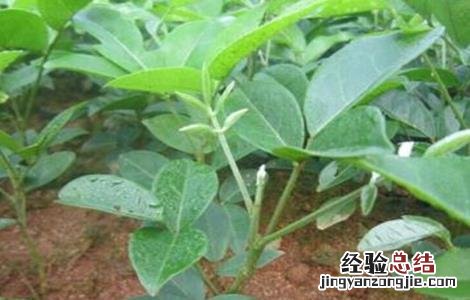 牛大力该怎么种植 牛大力该怎么种植才好