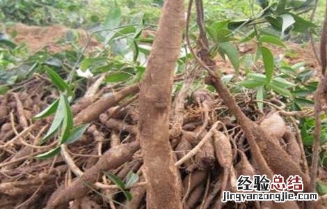 牛大力该怎么种植 牛大力该怎么种植才好