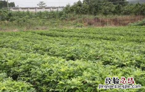 牛大力该怎么种植 牛大力该怎么种植才好