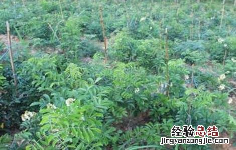 牛大力该怎么种植 牛大力该怎么种植才好