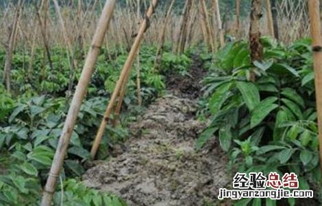 牛大力该怎么种植 牛大力该怎么种植才好