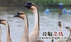 鹅都下蛋吗 肉鹅下蛋吗