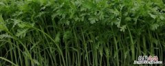 茼蒿冬天可以种植吗 茼蒿什么时候可以种植
