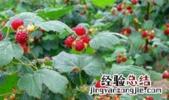 覆盆子和山莓的区别是什么 覆盆子和山莓的区别有哪些
