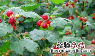 覆盆子和山莓的区别是什么 覆盆子和山莓的区别有哪些