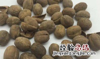巴豆的营养价值 巴豆的营养价值及功效