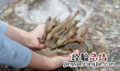 基围虾吃前怎么养着保鲜 活的基围虾怎么保存