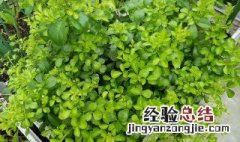 苦刺叶的功效与作用图片 苦刺叶的功效与作用