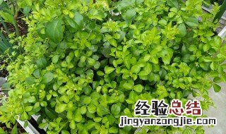 苦刺叶的功效与作用图片 苦刺叶的功效与作用