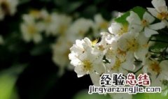 花开荼蘼下一句是什么 花开荼蘼原文介绍
