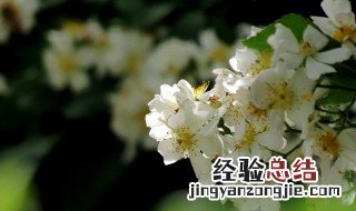 花开荼蘼下一句是什么 花开荼蘼原文介绍