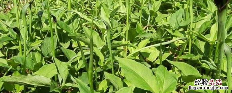 半夏的种植技术，发生病虫害时及时防治