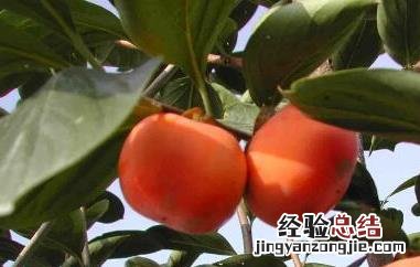 甜柿的功效和作用 甜柿的功效和作用是什么