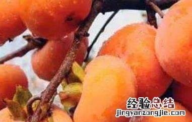 吃柿子的好处和禁忌 吃柿子好处及注意事项