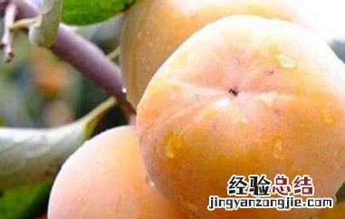 吃柿子的好处和禁忌 吃柿子好处及注意事项