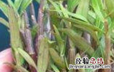 铜皮石斛怎么养 铜皮石斛怎么养活