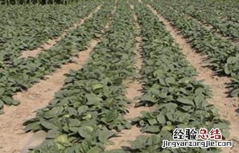 生地的种植技术 生地的种植技术及亩收益,什么类型的土种生地好