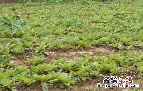 生地的种植技术 生地的种植技术及亩收益,什么类型的土种生地好