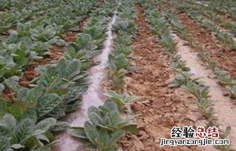 生地的种植技术 生地的种植技术及亩收益,什么类型的土种生地好