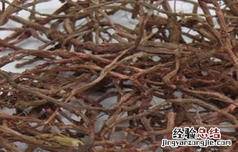 茜草种植技术 茜草种植技术和管理
