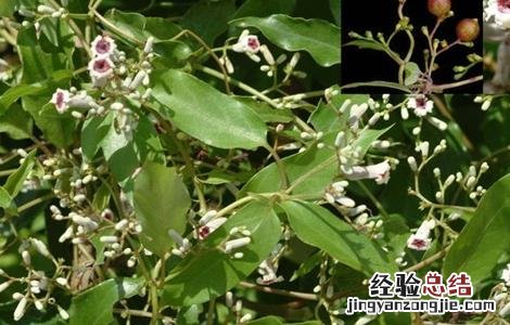 茜草种植技术 茜草种植技术和管理