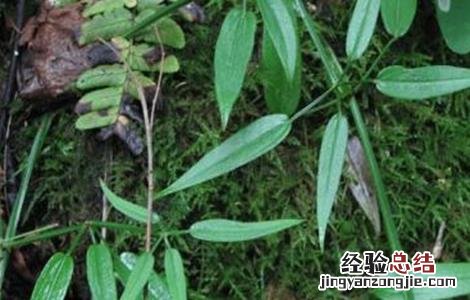 茜草种植技术 茜草种植技术和管理