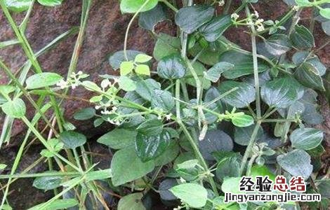 茜草种植技术 茜草种植技术和管理