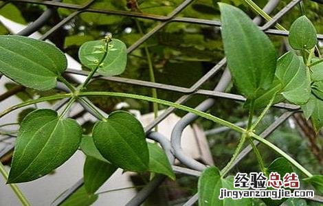 茜草种植技术 茜草种植技术和管理