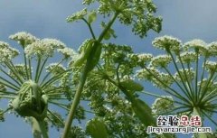 白芷种植技术 白芷种植技术与栽培管理