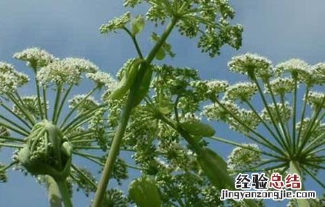 白芷种植技术 白芷种植技术与栽培管理